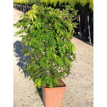 WISTERIA En pot forme espalier