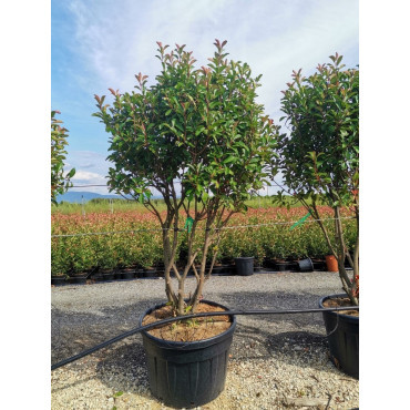 PHOTINIA fraseri RED ROBIN En pot forme cépée remontée