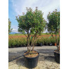 PHOTINIA fraseri RED ROBIN En pot forme cépée remontée