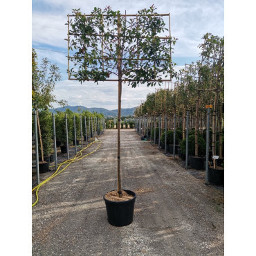 PHOTINIA fraseri RED ROBIN En pot forme rideau sur tige hauteur du tronc 190-210 cm