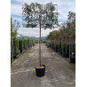 PHOTINIA fraseri RED ROBIN En pot forme rideau sur tige hauteur du tronc 190-210 cm