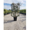 ELAEAGNUS ebbingei  En pot forme espalier
