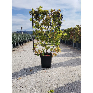 VIGNE DE TABLE En pot forme espalier