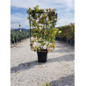 VIGNE DE TABLE En pot forme espalier