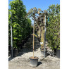 CERCIS canadensis RUBY FALLS