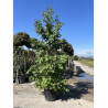LIQUIDAMBAR styraciflua En pot de 35-50 litres forme tige ramifiée