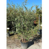 QUERCUS suber
