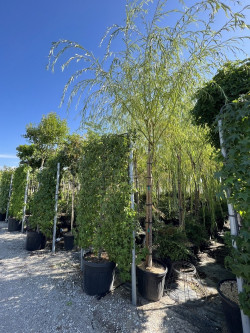 SALIX sepulcralis TRISTIS En pot de 35-50 litres tige hauteur du tronc 190-210 cm