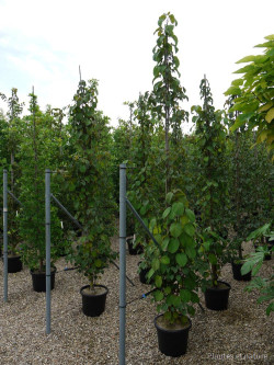 DAVIDIA involucrata