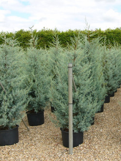 CUPRESSUS arizonica FASTIGIATA En pot de 25-30 litres hauteur 175-200 cm