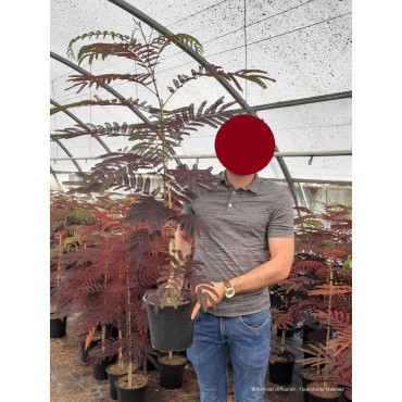 ALBIZIA julibrissin SUMMER CHOCOLATE En pot de 4-5 litres forme buisson