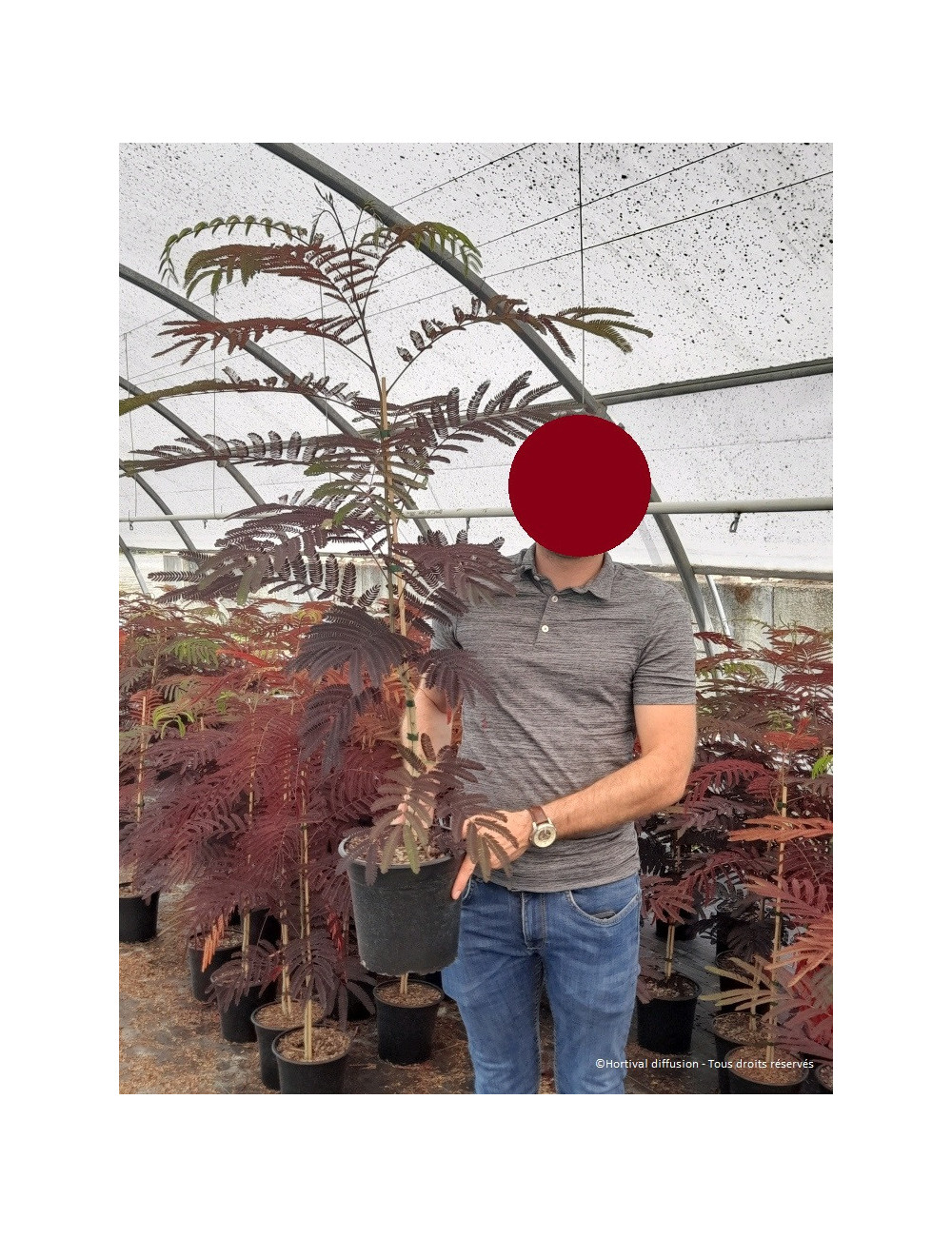 25 Graines - Albizia Julibrissin - Arbre à Soie - Acacia De Constantinople - NT - Foto 6