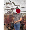 ALBIZIA julibrissin SUMMER CHOCOLATE En pot de 4-5 litres forme buisson