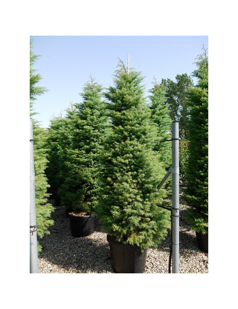 CRYPTOMERIA japonica ELEGANS - Cèdre du Japon