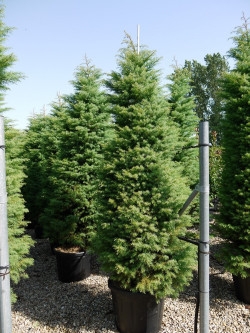 CRYPTOMERIA japonica ELEGANS En pot de 35-50 litres hauteur 175-200 cm