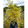 KOELREUTERIA paniculata CORAL SUN En pot de 10-12 litres