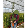 ACACIA dealbata LE GAULOIS En pot de 5-7 litres