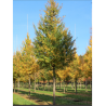 ACER campestre ELSRIJK