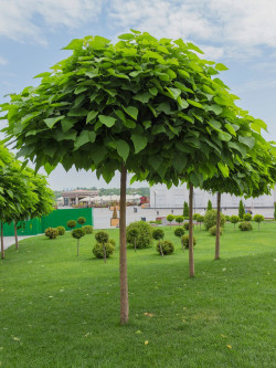 CATALPA bignonioides NANA