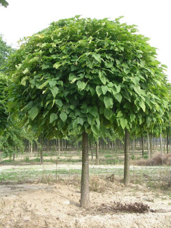 CATALPA bignonioides NANA