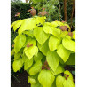 CATALPA bignonioides AUREA