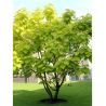 CATALPA bignonioides AUREA