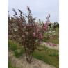 MALUS COCCINELLA Courtarou Motte forme cépée