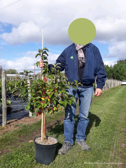 MALUS RED JEWEL En pot de 10-12 litres forme gobelet