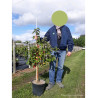 MALUS RED JEWEL En pot de 10-12 litres forme gobelet