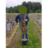 MALUS RED SENTINEL En pot de 10-12 litres forme quenouille