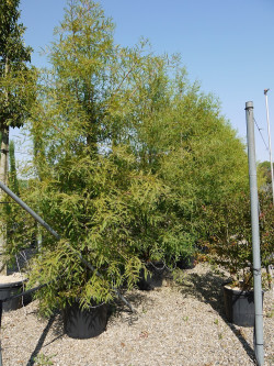 METASEQUOIA glyptostroboides En pot de 70-90 litres