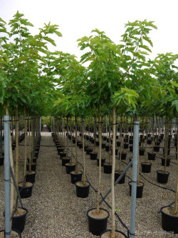 MORUS bombycis En pot 35-50 litres tige hauteur du tronc 190-210 cm