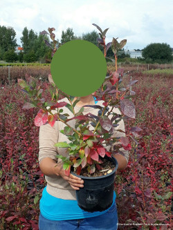 MYRTILLE DES JARDINS BLUE CROP En pot de 4-5 litres