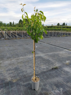 NASHI - POMME POIRE En pot de 10-12 litres tige hauteur du tronc 090-110 cm