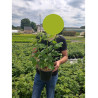 FRAMBOISIER En pot de 4-5 litres