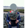 PICEA pungens GLAUCA GLOBOSA En pot de 4-5 litres