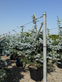 PICEA pungens HOOPSII En pot de 25-30 litres