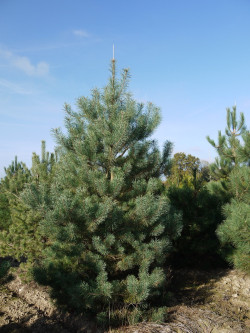 PINUS sylvestris