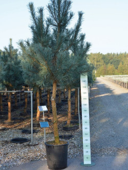 PINUS sylvestris En pot de 25-30 litres tige hauteur du tronc 090-110 cm