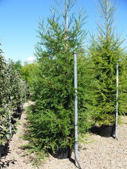 SEQUOIA sempervirens En pot de 70-90 litres