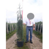 SEQUOIADENDRON giganteum PENDULUM En pot de 25-30 litres
