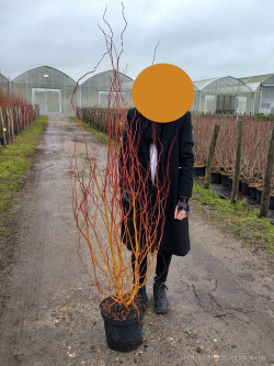 SALIX sepulcralis ERYTHROFLEXUOSA En pot de 10-12 litres