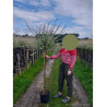 SALIX integra HAKURO-NISHIKI En pot de 10-12 litres forme tige hauteur du tronc 110-130 cm