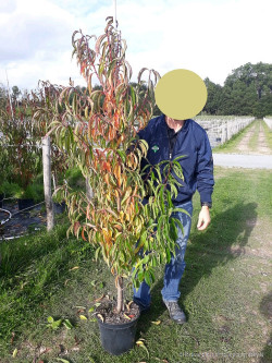 PRUNUS persica TAOFLORA WHITE En pot de 10-12 litres forme baliveau