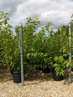 PRUNUS serrulata KANZAN En pot de 25-30 litres