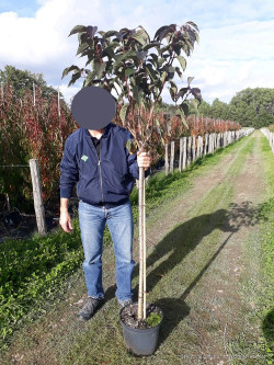 PRUNUS serrulata ROYAL BURGUNDY En pot de 10-12 litres tige hauteur du tronc 110-130 cm