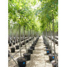 QUERCUS palustris En pot de 35-50 litres forme tige hauteur du tronc 180-200 cm