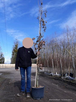 QUERCUS palustris GREEN PILLAR En pot de 25-30 litres forme baliveau