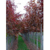 QUERCUS rubra