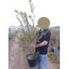 PUNICA granatum En pot de 10-12 litres